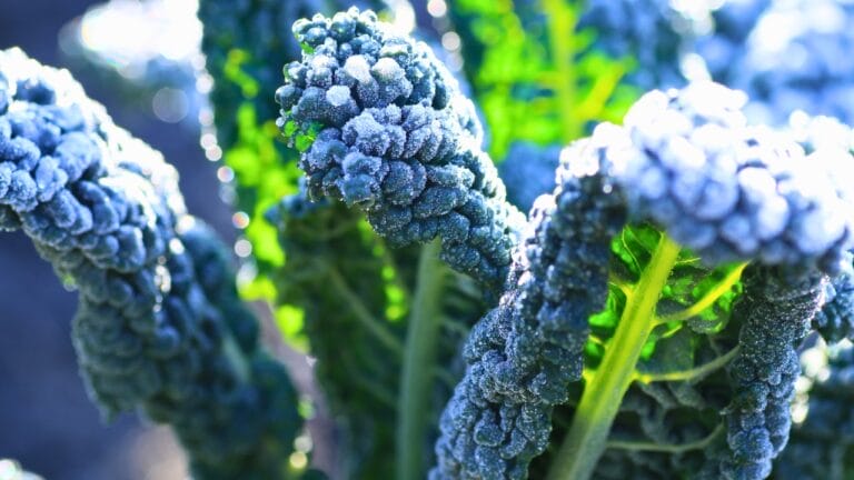 No Greenhouse? No Problem: 12 Vegetables to Plant This December 9 No Greenhouse? No Problem: 12 Vegetables to Plant This December - winter kale garden ss2253406055 degm