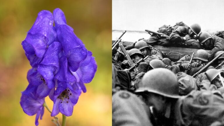 7 Deadly Plants That Changed Warfare With Poison and Fear 8 7 Deadly Plants That Changed Warfare With Poison and Fear - wolfsbane ss1299092662 dnoh Crossing the Rhine wc