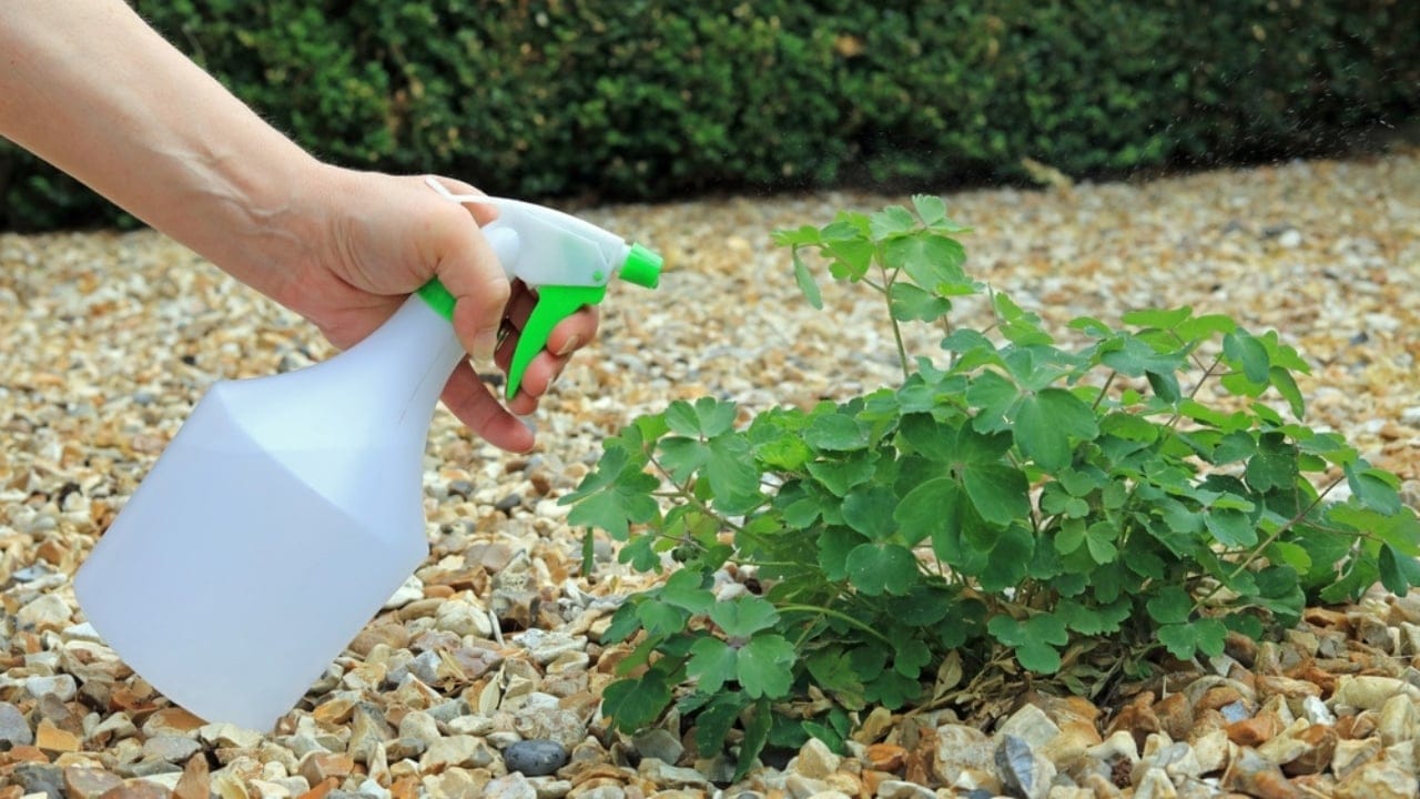 DIY Weed Killer That’s Safe for Pets: Easy Recipe - woman spraying at garden weeds ss2192430583 dpdgm