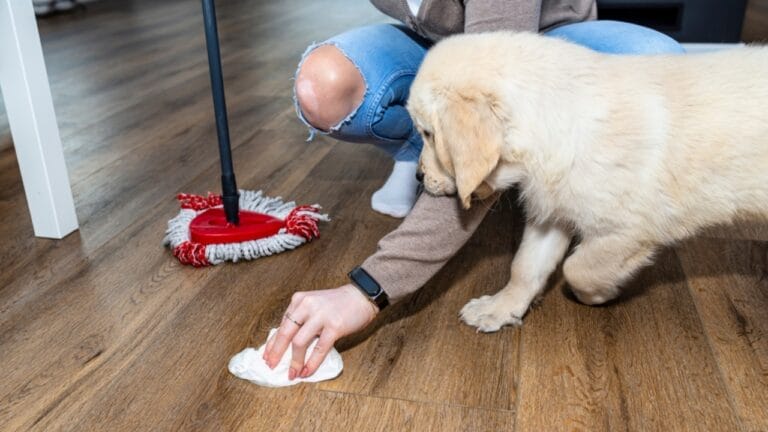 Protect Your Pet: 18 Hidden Dangers in Common Cleaners 7 Protect Your Pet: 18 Hidden Dangers in Common Cleaners - woman wiping ss2038276544 dnoh