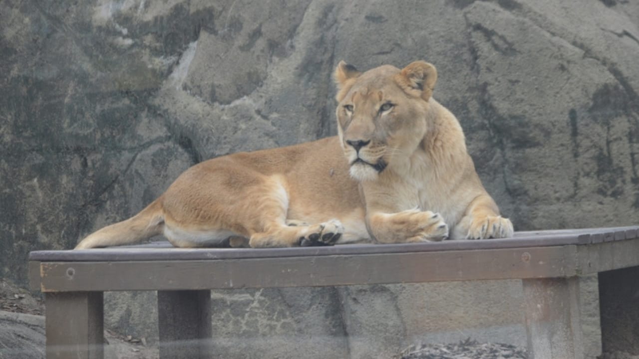 Releasing Captive Animals Sounds Noble but Here’s the Reality 3 Releasing Captive Animals Sounds Noble but Here’s the Reality - zoo raised lion ss2538336665 dnoh