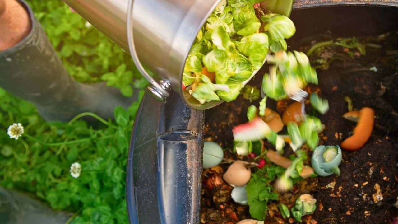 Best Rockin' Radish Juicing Recipe to Detox & Rehydrate 5 Best Rockin' Radish Juicing Recipe to Detox & Rehydrate - compost ss1747311053 dnoh