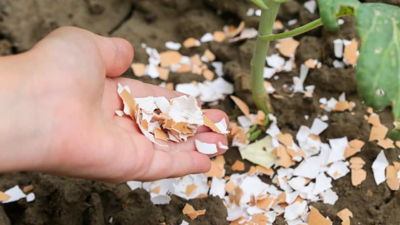 Put These 8 Things in Your Tomato Planting Hole For Unbeatable Harvests 3 Put These 8 Things in Your Tomato Planting Hole For Unbeatable Harvests - Crushed Eggshells s2357834157 dnoh