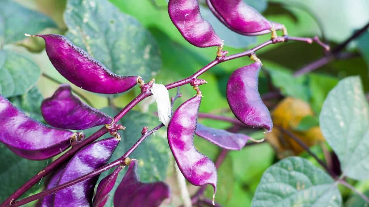 20 Best Vines for Containers That Are Easy to Grow 20 20 Best Vines for Containers That Are Easy to Grow - Purple Hyacinth Bean ss413600122