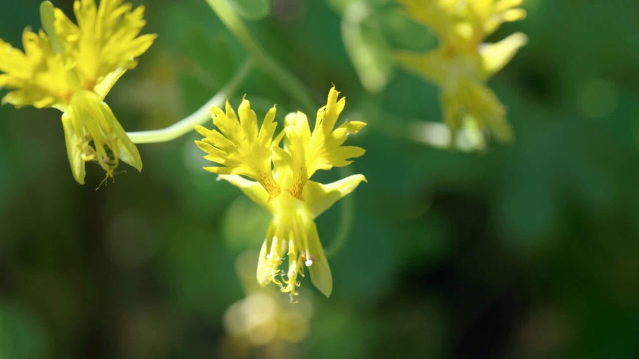 20 Best Vines for Containers That Are Easy to Grow 15 20 Best Vines for Containers That Are Easy to Grow - canary creeper ss2109396536