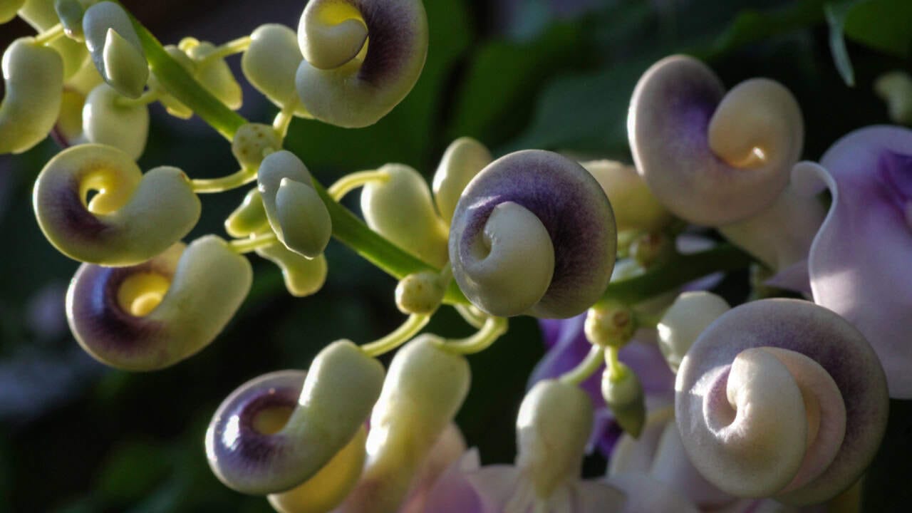 20 Best Vines for Containers That Are Easy to Grow 19 20 Best Vines for Containers That Are Easy to Grow - snail vine ss1669013521