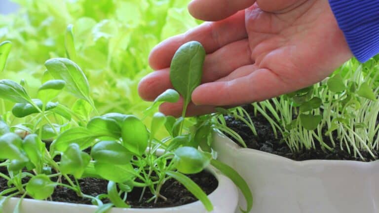 Growing Spinach in Pots: Easy Tips for a Thriving Harvest 9 Growing Spinach in Pots: Easy Tips for a Thriving Harvest - spinach in pots ss1696164298