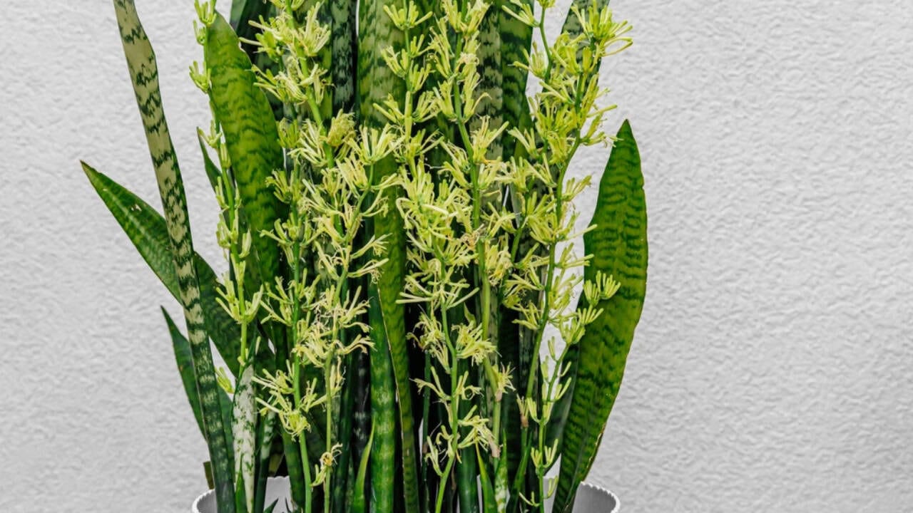 how to make your snake plant bloom (yes, it's possible) 10 how to make your snake plant bloom (yes, it's possible) - blooming snake plant ss2328223341