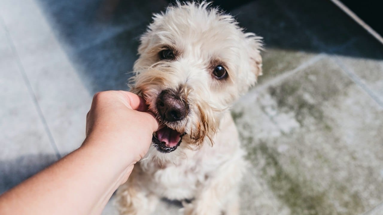 Salmon Sweet Potato Rounds: A Healthy, Homemade Treat for Your Dog 5 Salmon Sweet Potato Rounds: A Healthy, Homemade Treat for Your Dog - dog treat ss1516545890 dnoh