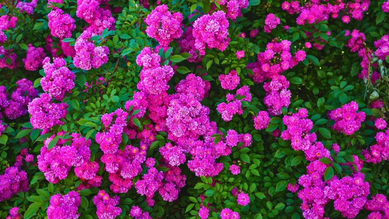 The Hidden Secrets to Growing Dreamy Climbing Roses (Even Beginners Can Master) 17 The Hidden Secrets to Growing Dreamy Climbing Roses (Even Beginners Can Master) - climbing roses ss dnoh 4 25 25 11