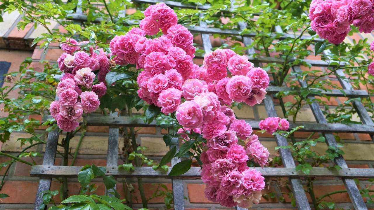The Hidden Secrets to Growing Dreamy Climbing Roses (Even Beginners Can Master) 18 The Hidden Secrets to Growing Dreamy Climbing Roses (Even Beginners Can Master) - climbing roses ss dnoh 4 25 25 12