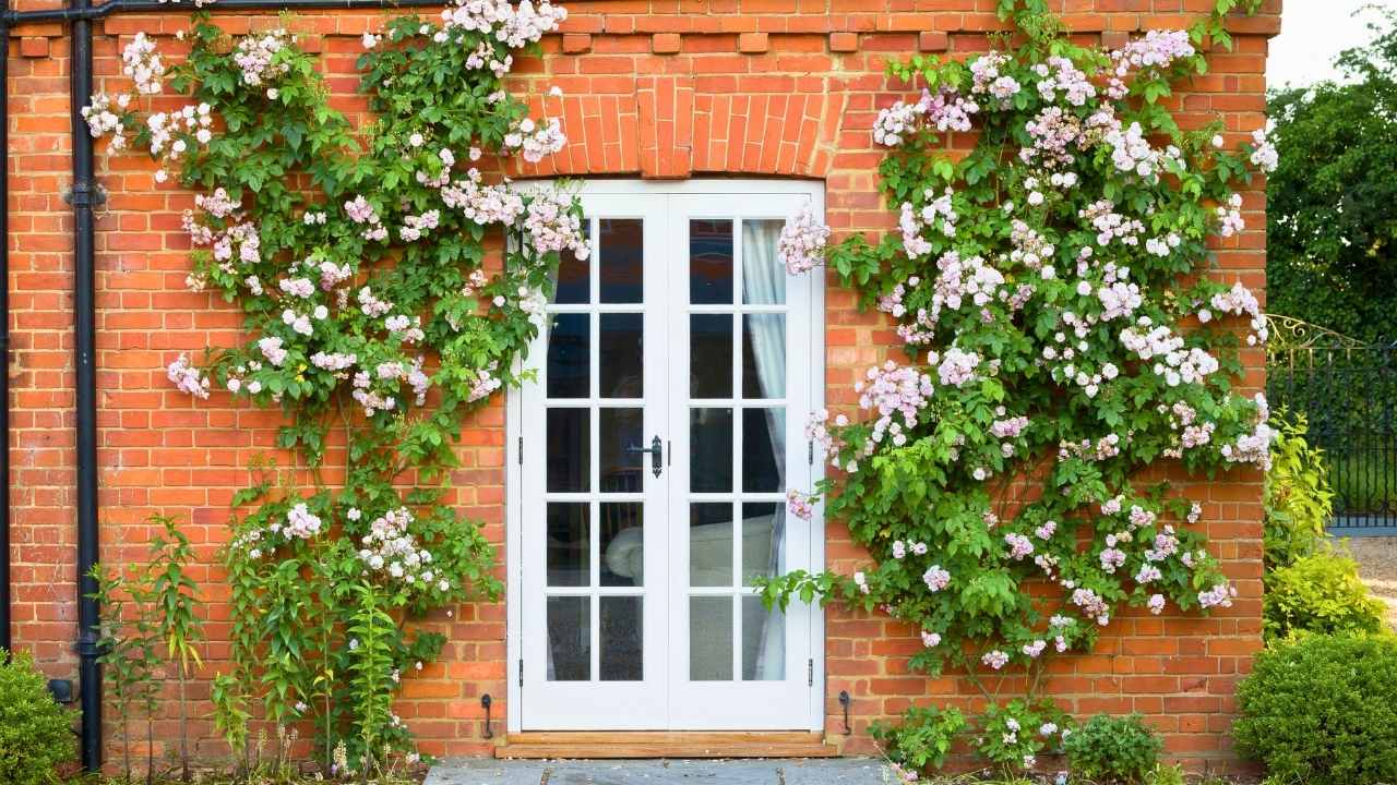 The Hidden Secrets to Growing Dreamy Climbing Roses (Even Beginners Can Master) 19 The Hidden Secrets to Growing Dreamy Climbing Roses (Even Beginners Can Master) - climbing roses ss dnoh 4 25 25 13