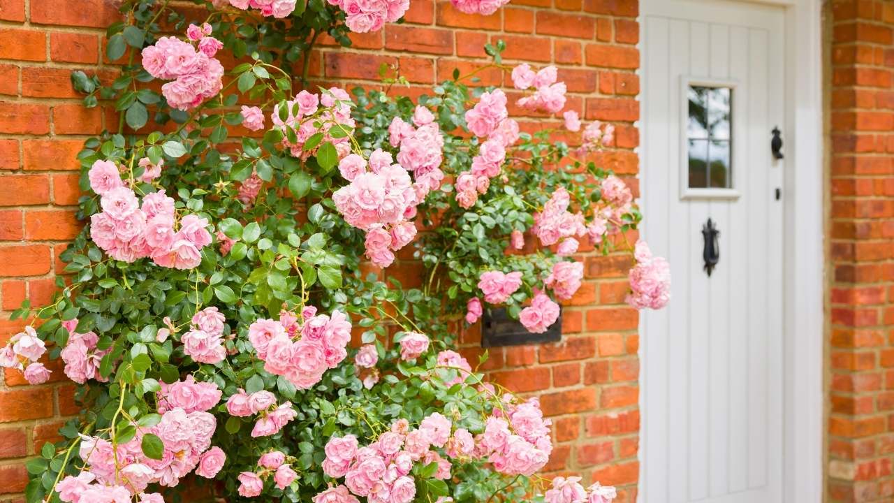 The Hidden Secrets to Growing Dreamy Climbing Roses (Even Beginners Can Master) 20 The Hidden Secrets to Growing Dreamy Climbing Roses (Even Beginners Can Master) - climbing roses ss dnoh 4 25 25 14