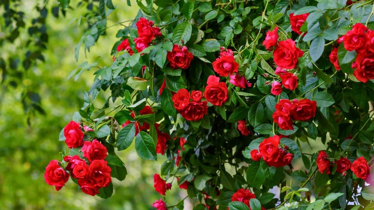 The Hidden Secrets to Growing Dreamy Climbing Roses (Even Beginners Can Master) 22 The Hidden Secrets to Growing Dreamy Climbing Roses (Even Beginners Can Master) - climbing roses ss dnoh 4 25 25 16