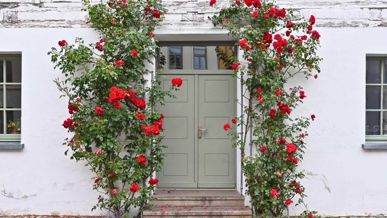 The Hidden Secrets to Growing Dreamy Climbing Roses (Even Beginners Can Master) 23 The Hidden Secrets to Growing Dreamy Climbing Roses (Even Beginners Can Master) - climbing roses ss dnoh 4 25 25 17