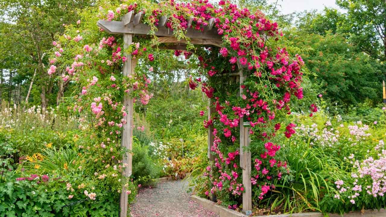 The Hidden Secrets to Growing Dreamy Climbing Roses (Even Beginners Can Master) 24 The Hidden Secrets to Growing Dreamy Climbing Roses (Even Beginners Can Master) - climbing roses ss dnoh 4 25 25 18