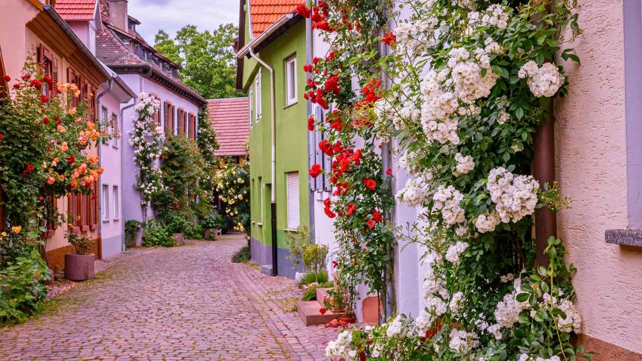 The Hidden Secrets to Growing Dreamy Climbing Roses (Even Beginners Can Master) 9 The Hidden Secrets to Growing Dreamy Climbing Roses (Even Beginners Can Master) - climbing roses ss dnoh 4 25 25 3