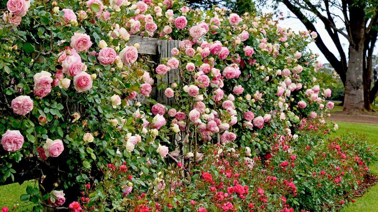 The Hidden Secrets to Growing Dreamy Climbing Roses (Even Beginners Can Master) 10 The Hidden Secrets to Growing Dreamy Climbing Roses (Even Beginners Can Master) - climbing roses ss dnoh 4 25 25 4