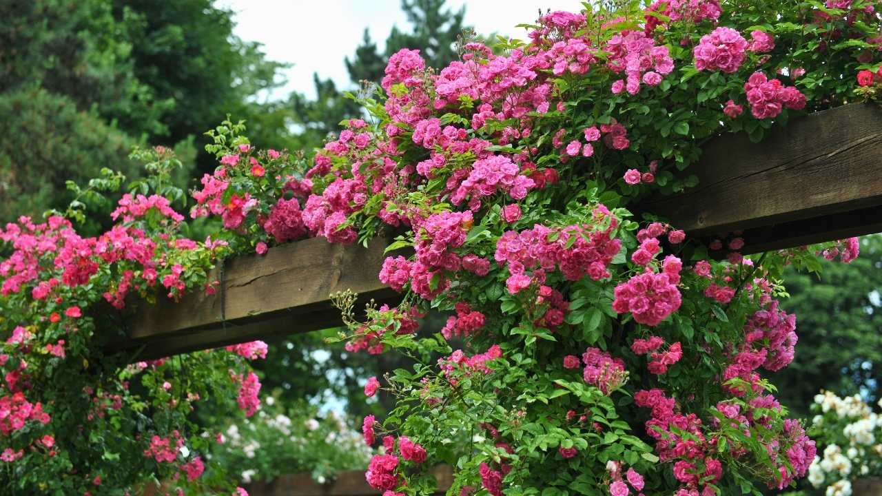 The Hidden Secrets to Growing Dreamy Climbing Roses (Even Beginners Can Master) 11 The Hidden Secrets to Growing Dreamy Climbing Roses (Even Beginners Can Master) - climbing roses ss dnoh 4 25 25 5