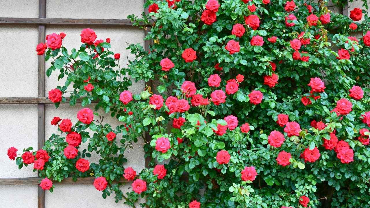 The Hidden Secrets to Growing Dreamy Climbing Roses (Even Beginners Can Master) 12 The Hidden Secrets to Growing Dreamy Climbing Roses (Even Beginners Can Master) - climbing roses ss dnoh 4 25 25 6