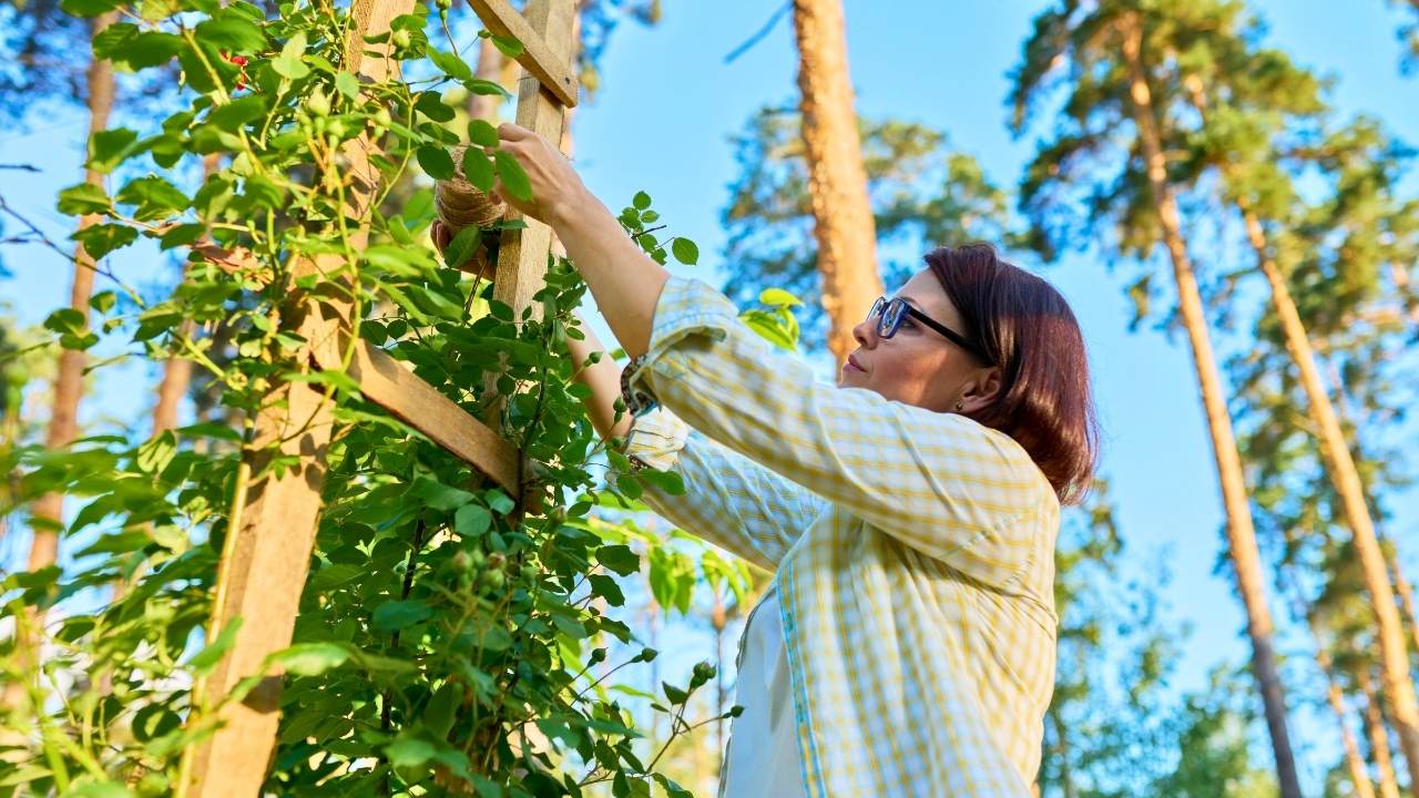 The Hidden Secrets to Growing Dreamy Climbing Roses (Even Beginners Can Master) 13 The Hidden Secrets to Growing Dreamy Climbing Roses (Even Beginners Can Master) - climbing roses ss dnoh 4 25 25 7