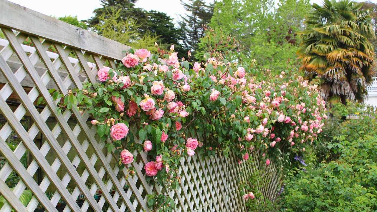 The Hidden Secrets to Growing Dreamy Climbing Roses (Even Beginners Can Master) 14 The Hidden Secrets to Growing Dreamy Climbing Roses (Even Beginners Can Master) - climbing roses ss dnoh 4 25 25 8