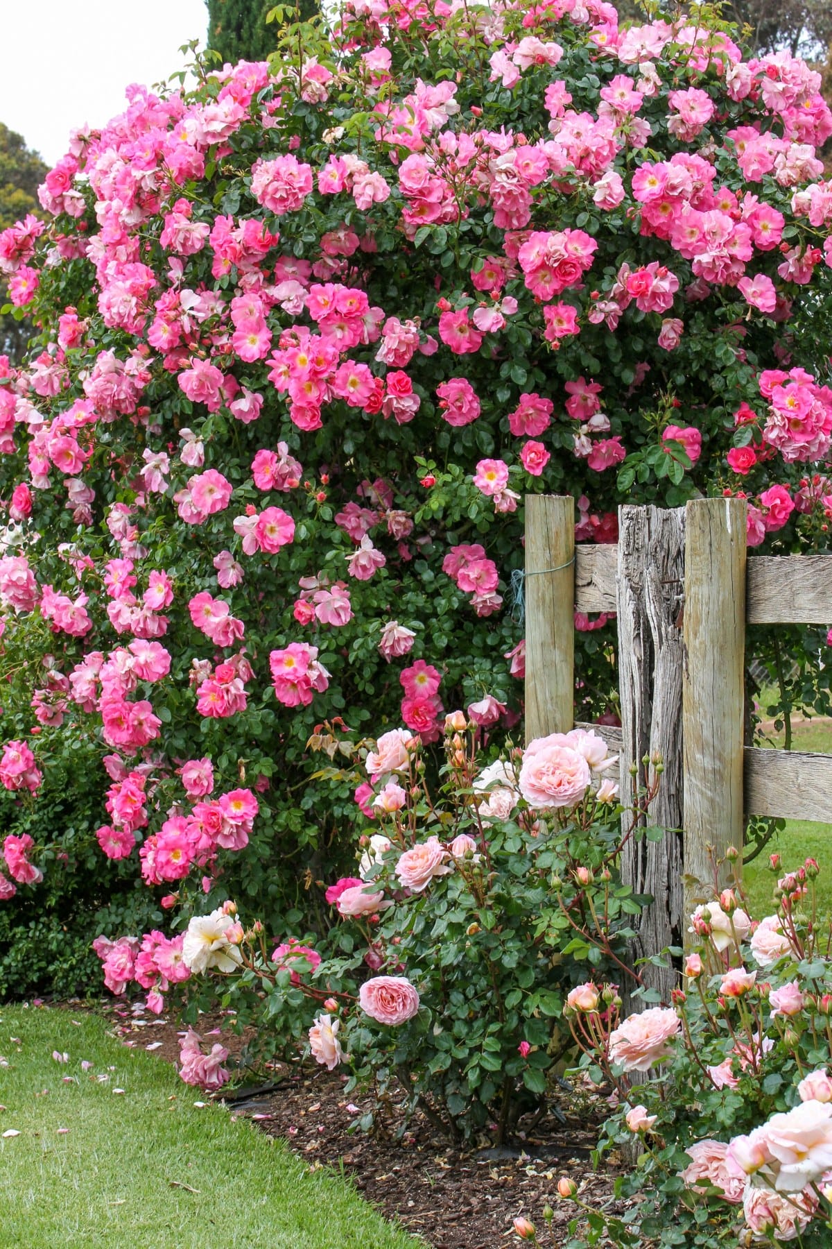 The Hidden Secrets to Growing Dreamy Climbing Roses (Even Beginners Can Master) 15 The Hidden Secrets to Growing Dreamy Climbing Roses (Even Beginners Can Master) - climbing roses ss dnoh 4 25 25 9