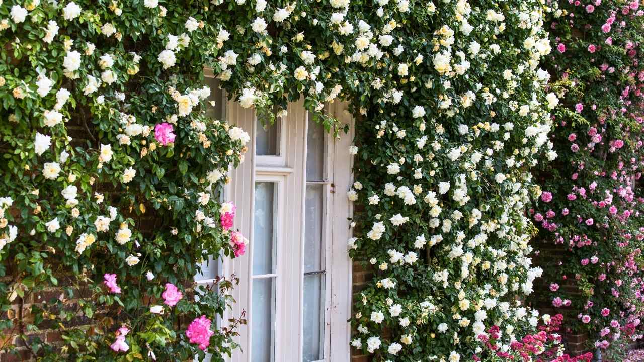 The Hidden Secrets to Growing Dreamy Climbing Roses (Even Beginners Can Master) 25 The Hidden Secrets to Growing Dreamy Climbing Roses (Even Beginners Can Master) - climbing roses ss dnoh 4 25 25