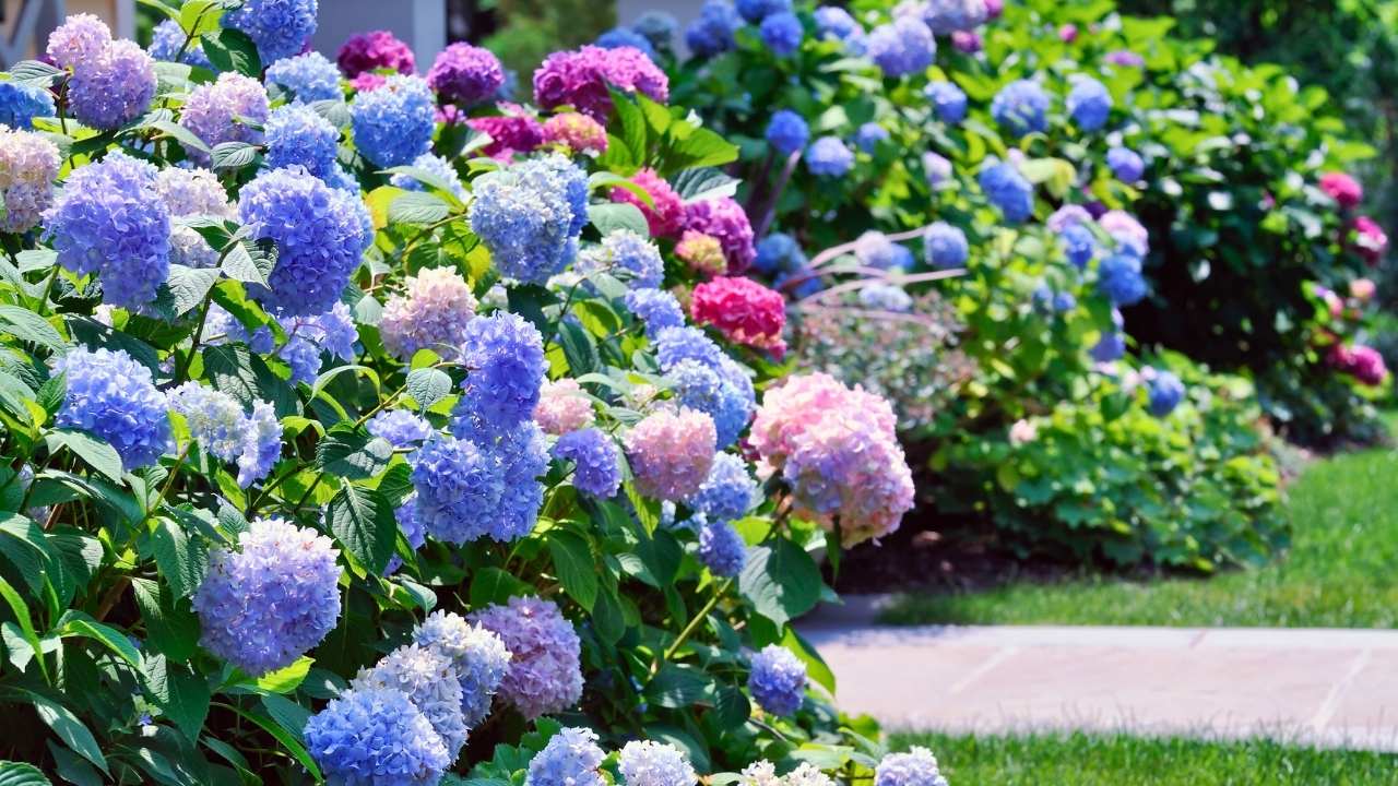43 Beautiful Flower Bed Ideas to Try in Front of Your House 2 43 Beautiful Flower Bed Ideas to Try in Front of Your House - front yard flower bed idea ss dnoh 4 23 25 2