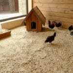 Why Chicken Owners Swear by Sand for Coops & Runs 16 Why Chicken Owners Swear by Sand for Coops & Runs - chicken coop sand ss1303776058dnoh