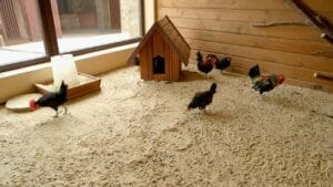 Why Chicken Owners Swear by Sand for Coops & Runs 1 Why Chicken Owners Swear by Sand for Coops & Runs - chicken coop sand ss1303776058dnoh