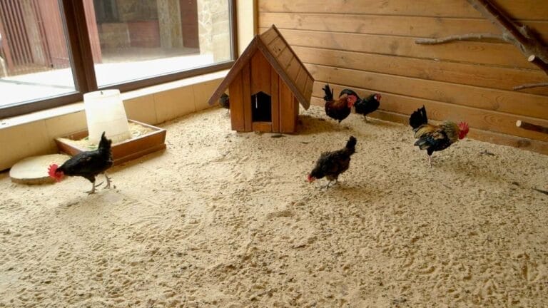 Why Chicken Owners Swear by Sand for Coops & Runs 4 Why Chicken Owners Swear by Sand for Coops & Runs - chicken coop sand ss1303776058dnoh