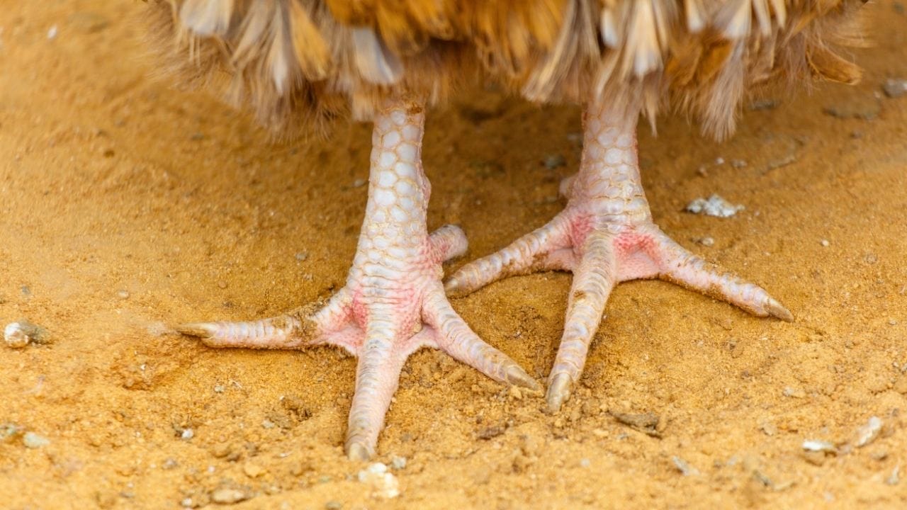Why Chicken Owners Swear by Sand for Coops & Runs 5 Why Chicken Owners Swear by Sand for Coops & Runs - chicken coop sand ss2655995237noh