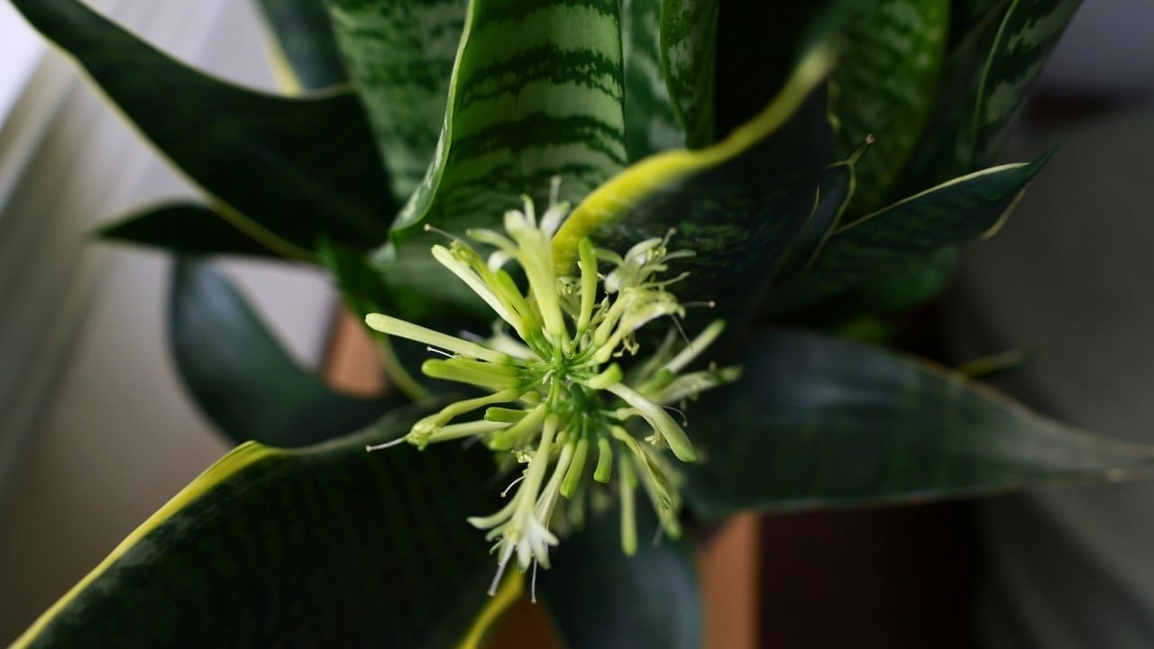 how to make your snake plant bloom (yes, it's possible) 3 how to make your snake plant bloom (yes, it's possible) - SNAKE PLANT BLOOMING FLOWER 2