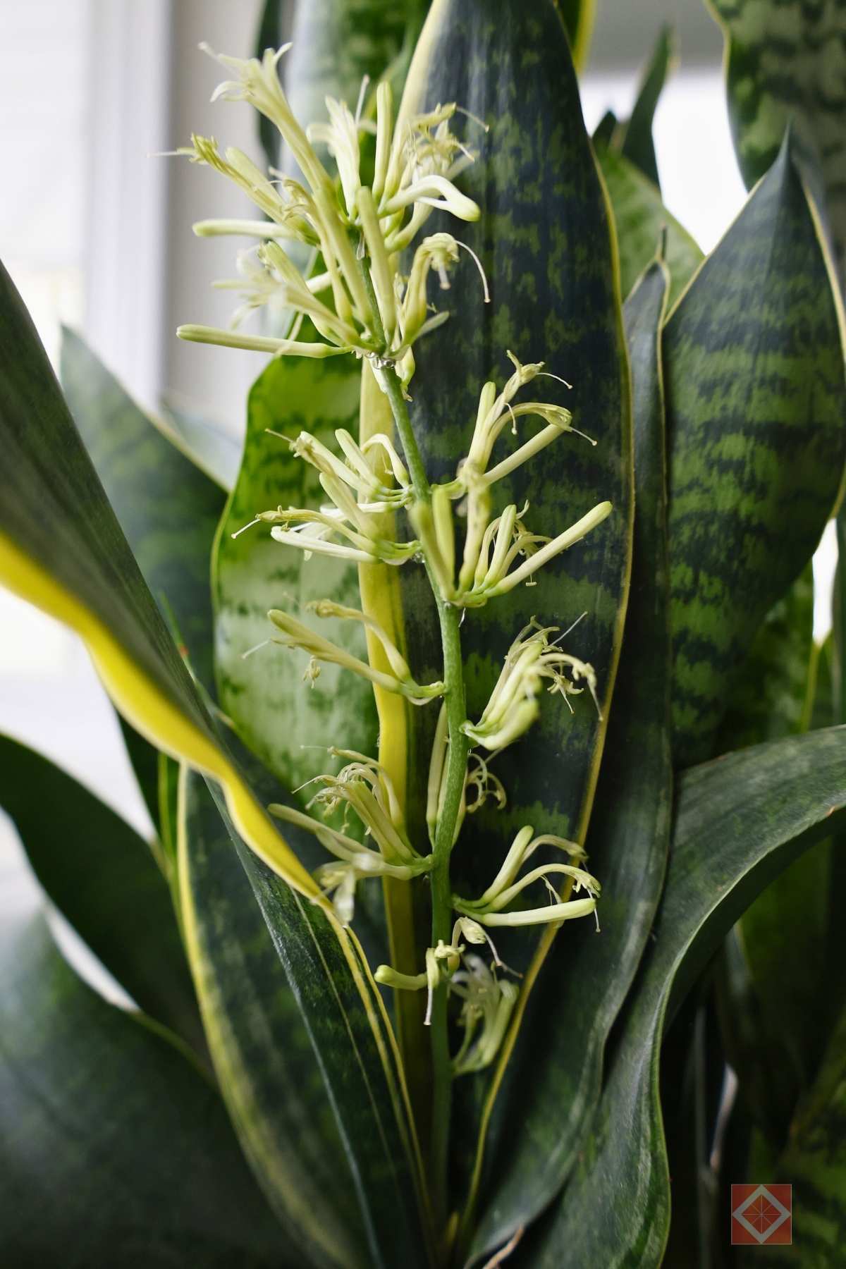 how to make your snake plant bloom (yes, it's possible) 8 how to make your snake plant bloom (yes, it's possible) - SNAKE PLANT BLOOMING FLOWER 3