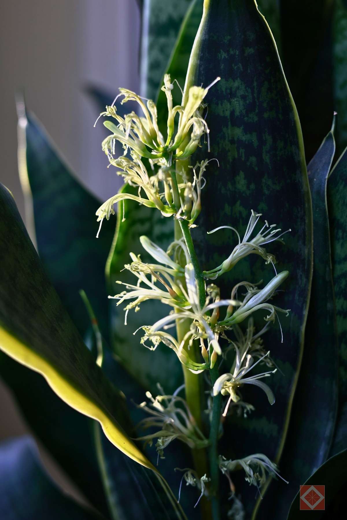 how to make your snake plant bloom (yes, it's possible) 5 how to make your snake plant bloom (yes, it's possible) - SNAKE PLANT BLOOMING FLOWER 6