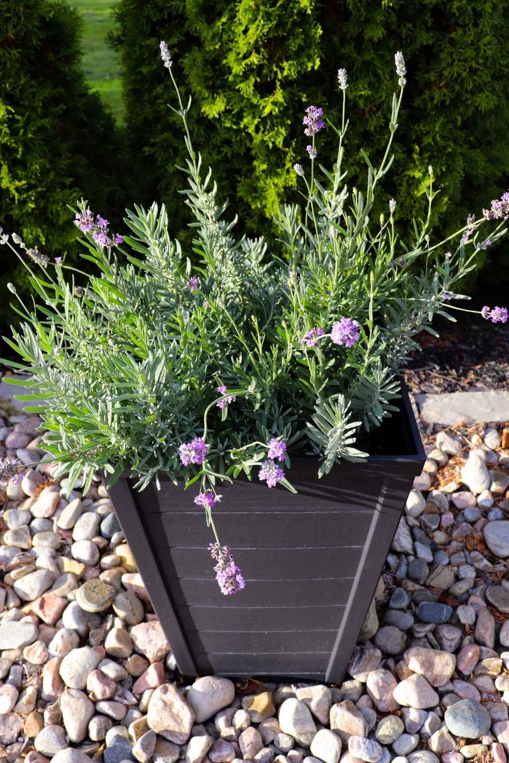 17 River Rock Landscaping Ideas That Turn Simple Yards Into Showpieces 17 17 River Rock Landscaping Ideas That Turn Simple Yards Into Showpieces - river rock idea ss1525952024 dnoh