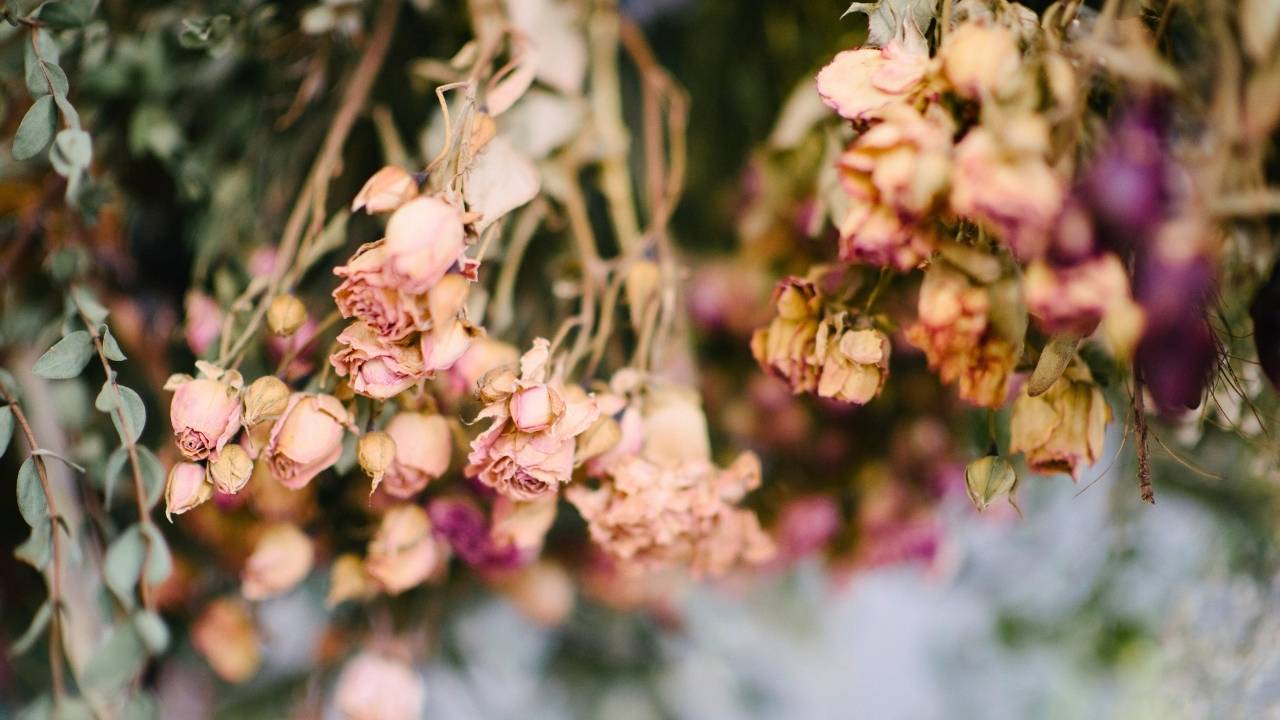 how to dry flowers the right way: save your bouquet, your garden, your memories 2 how to dry flowers the right way: save your bouquet, your garden, your memories - Dried flowers ss1262288746 dnoh
