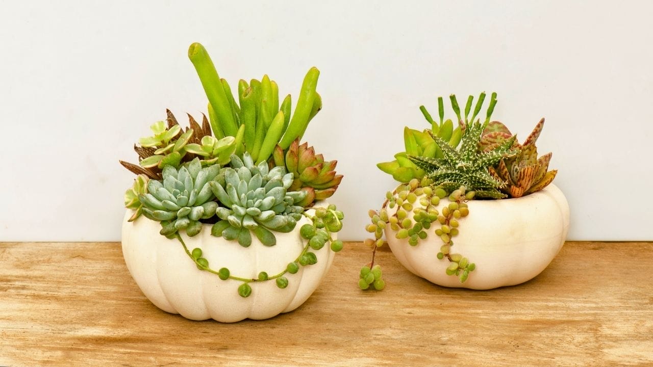 watering succulents with no drainage: the blunt truth and a harm-reduction playbook 7 watering succulents with no drainage: the blunt truth and a harm-reduction playbook - Succulents mix arrangements ss 2036487137 dnoh