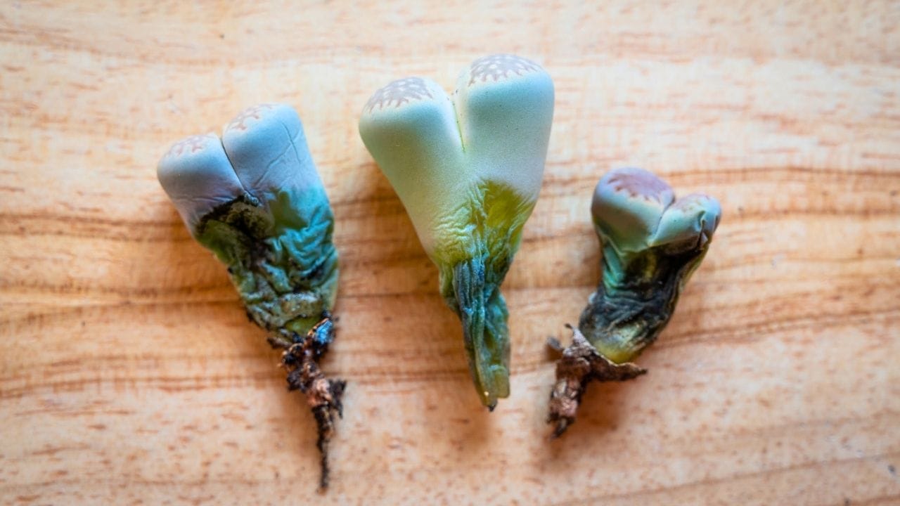 watering succulents with no drainage: the blunt truth and a harm-reduction playbook 4 watering succulents with no drainage: the blunt truth and a harm-reduction playbook - Succulents root rot ss 1850213521 dnoh