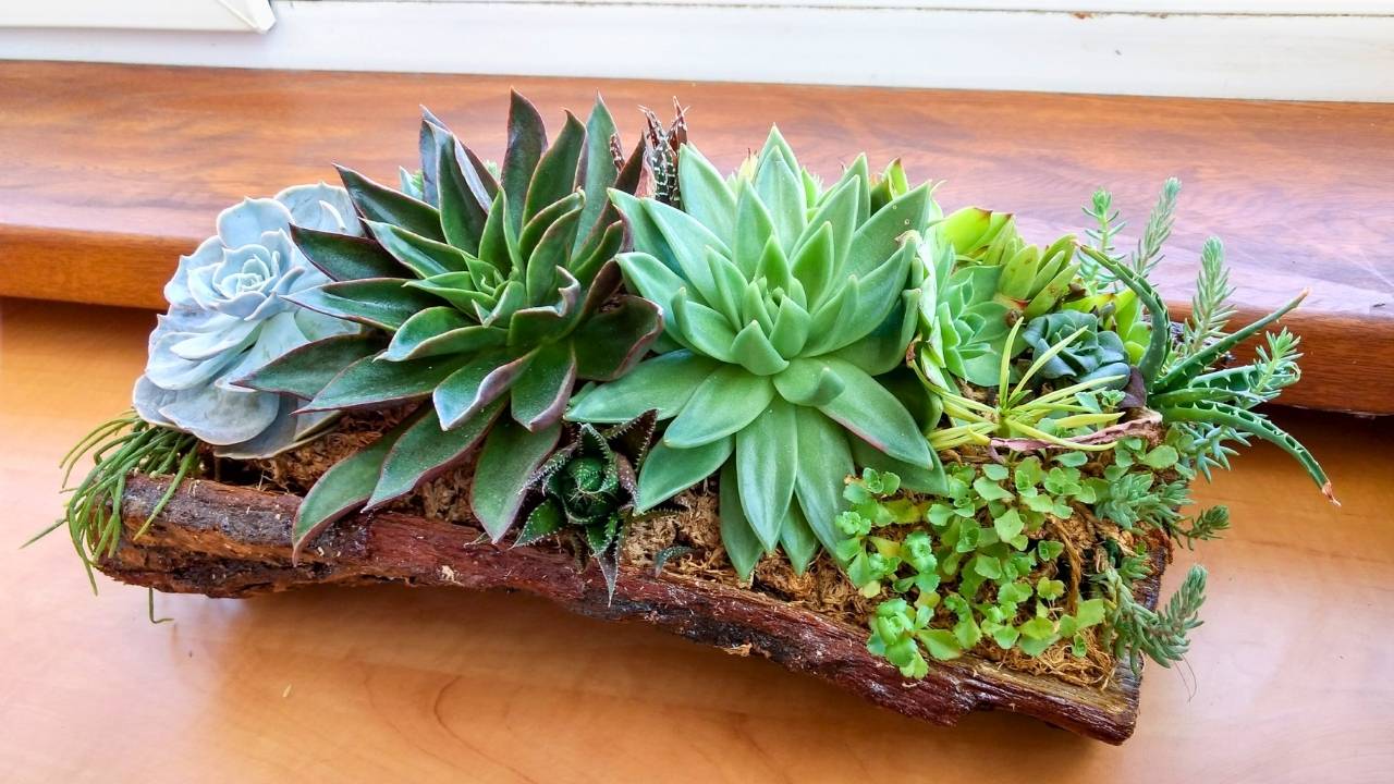 watering succulents with no drainage: the blunt truth and a harm-reduction playbook 5 watering succulents with no drainage: the blunt truth and a harm-reduction playbook - succulents ss 1459390103 dnoh