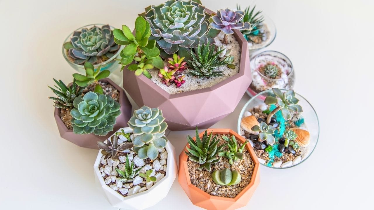 watering succulents with no drainage: the blunt truth and a harm-reduction playbook 8 watering succulents with no drainage: the blunt truth and a harm-reduction playbook - succulents ss 2284696051 dnoh