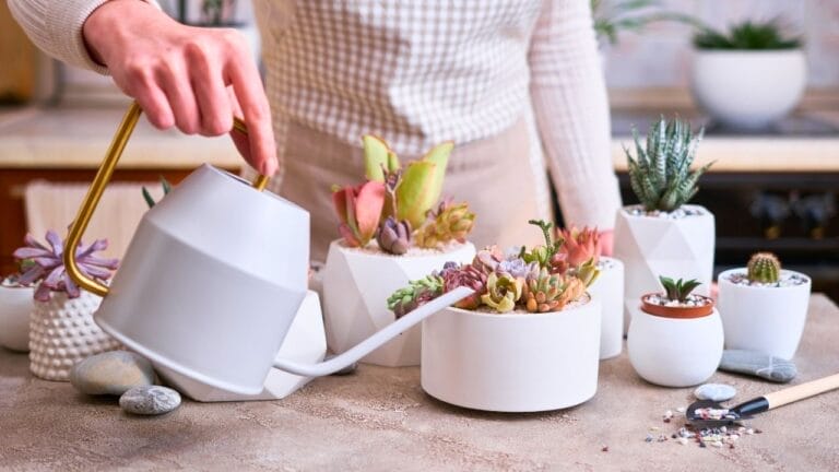 watering succulents with no drainage: the blunt truth and a harm-reduction playbook 6 watering succulents with no drainage: the blunt truth and a harm-reduction playbook - watering succulent ss 2225393997 dnoh