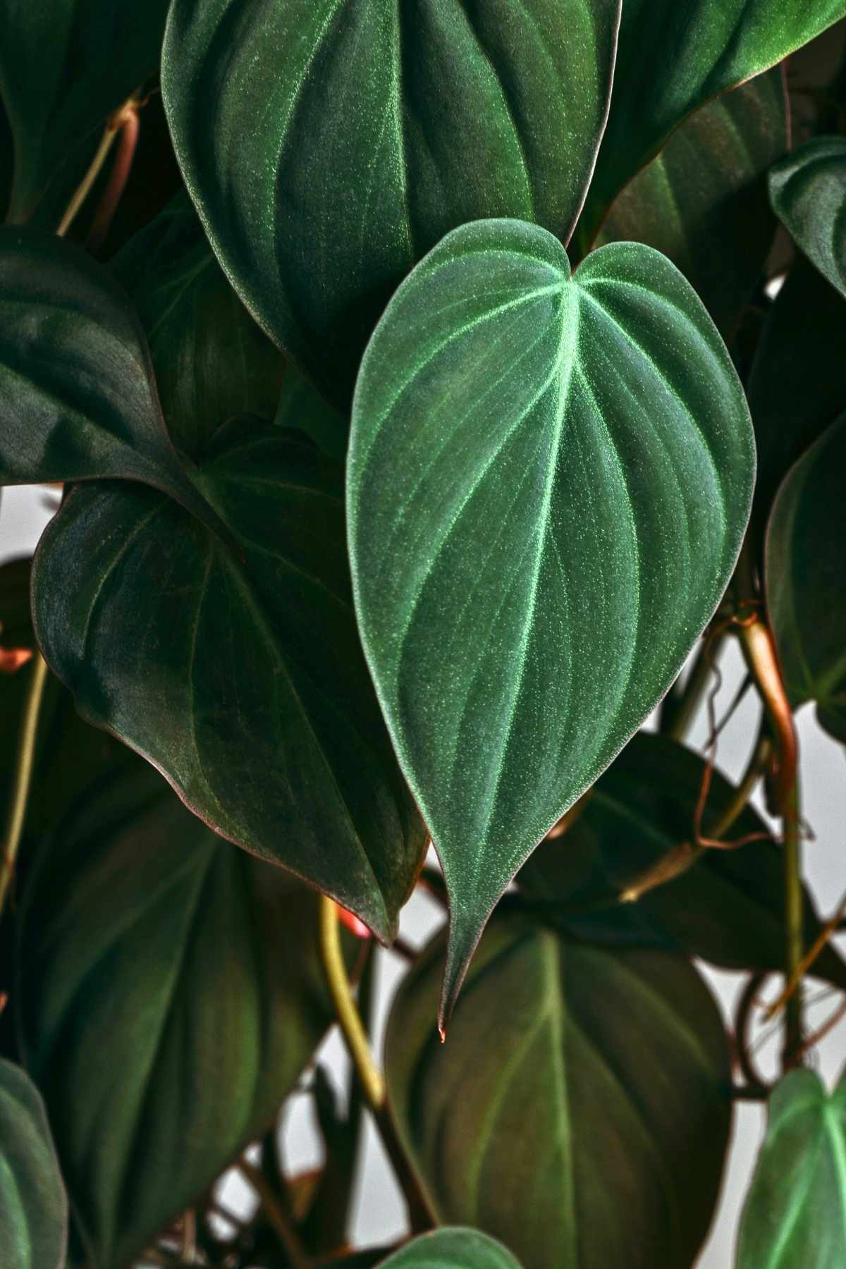 velvet leaf philodendron care - why micans is the easiest trailing plant you'll ever own 5 velvet leaf philodendron care - why micans is the easiest trailing plant you'll ever own - Pholodendron Micans ss1508822519dnoh