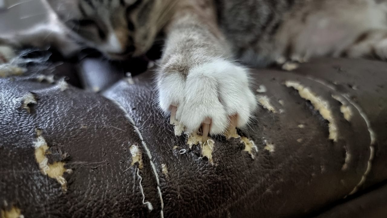 why your cat scratches the couch (and how to actually fix it without going insane) 3 why your cat scratches the couch (and how to actually fix it without going insane) - cat claw s2143638401dnoh