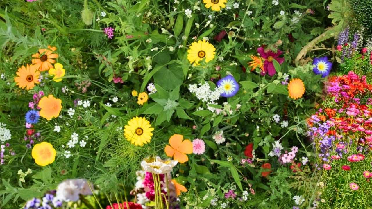 chaos gardening proves the best gardens are the ones you barely manage 7 chaos gardening proves the best gardens are the ones you barely manage - chaos gardening flowers 3