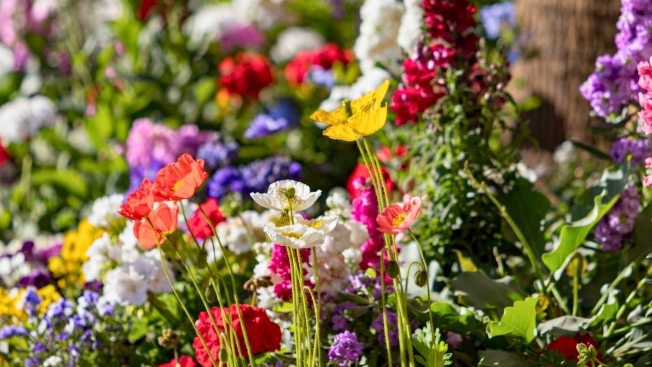 chaos gardening proves the best gardens are the ones you barely manage 4 chaos gardening proves the best gardens are the ones you barely manage - chaos gardening flowers 6