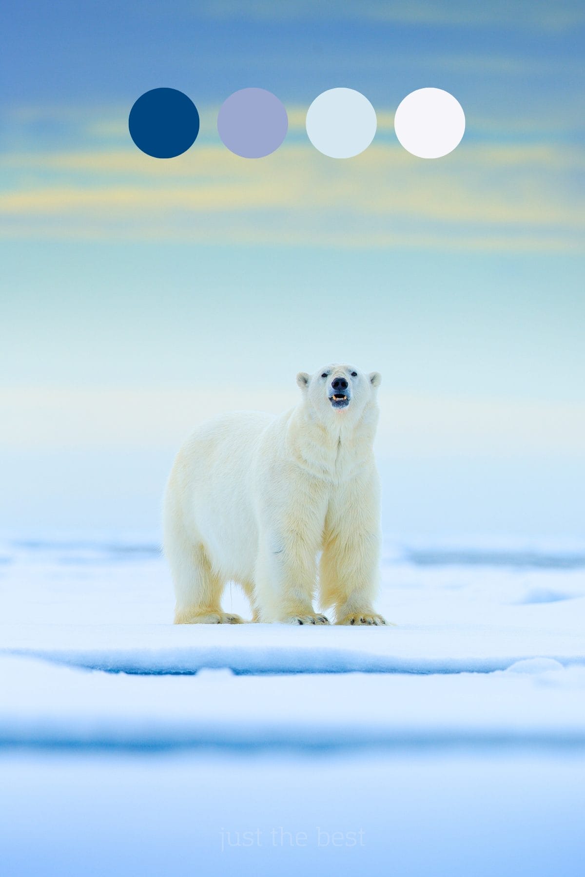 winter blues worth obsessing over: the icy color palette that actually earns its keep 3 winter blues worth obsessing over: the icy color palette that actually earns its keep - polar bear s1205750329dnoh 2