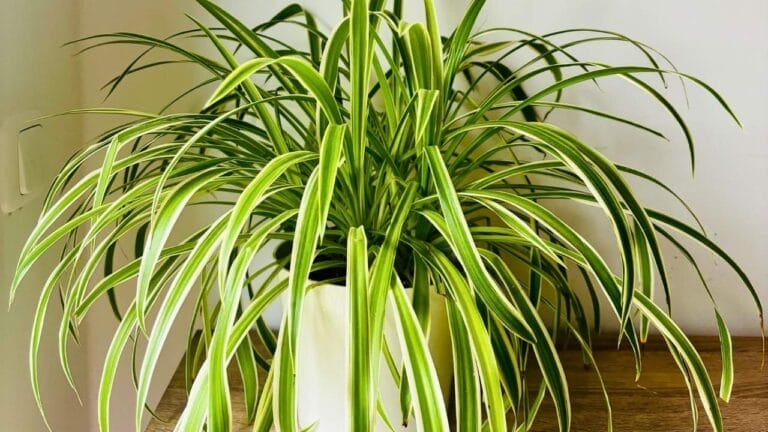 why spider plants are almost impossible to kill (and how to actually do it right) 6 why spider plants are almost impossible to kill (and how to actually do it right) - spider plant ss2444281979dnoh