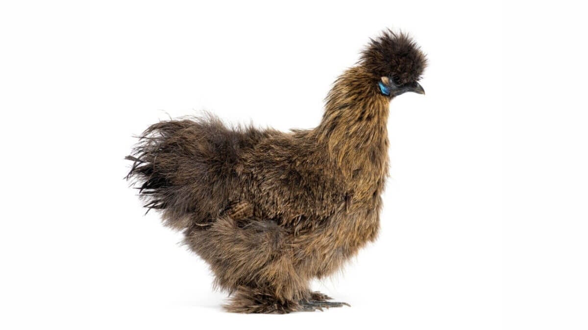Silkie Chickens Look Fake Until You Touch One 8 Silkie Chickens Look Fake Until You Touch One - Partridge Silkie Chicken s2257808827dnoh scaled